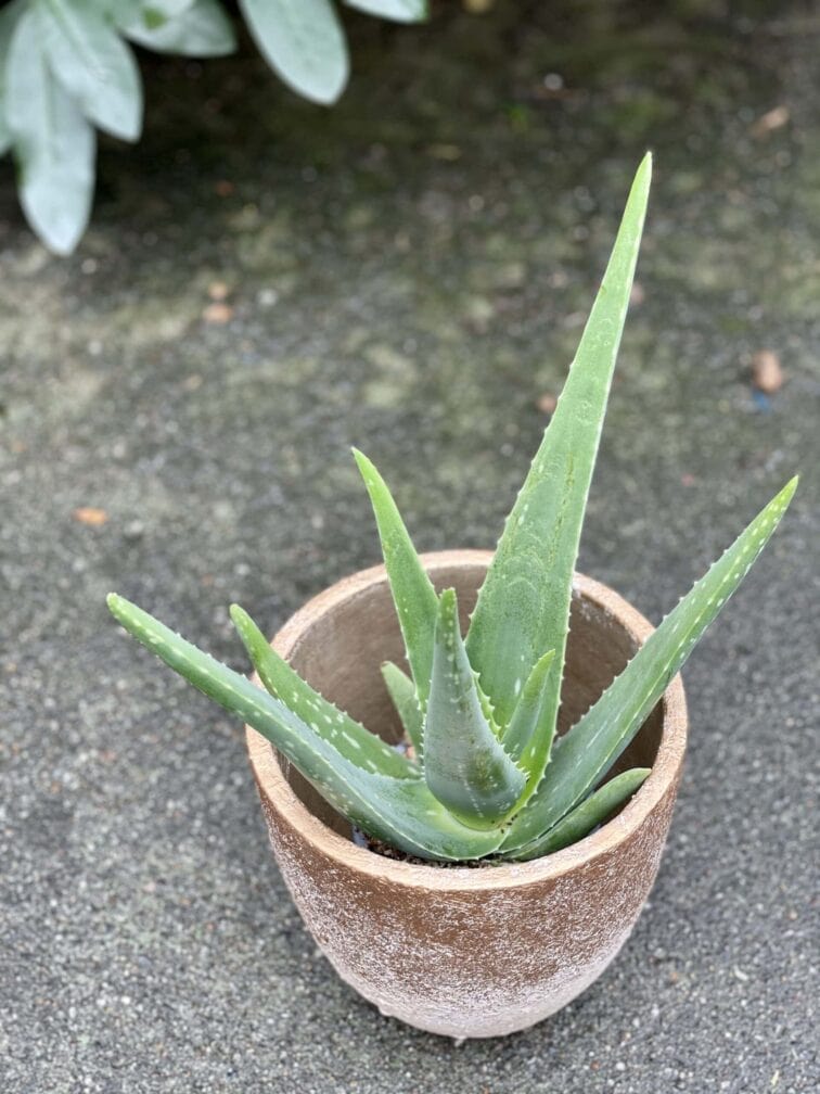 Zdjęcie rośliny Aloe Vera (Aloes), ujęcie 3