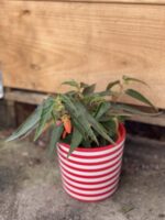 Zdjęcie rośliny Begonia Bonfire, ujęcie 1