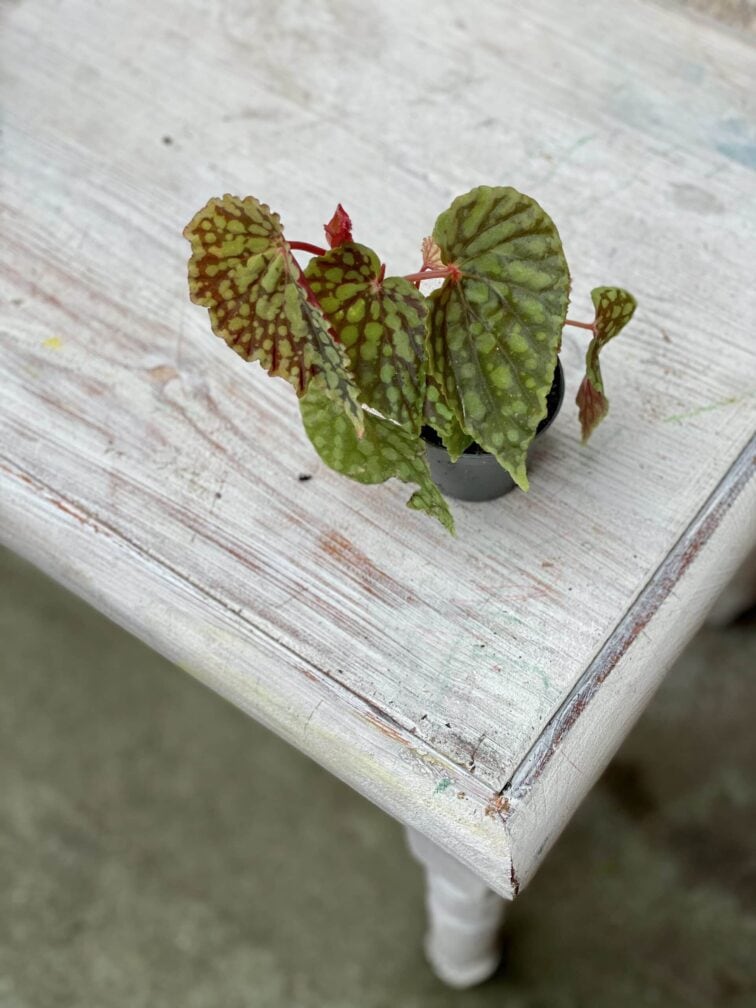 Zdjęcie rośliny Begonia chlorosticta dark form, ujęcie 2