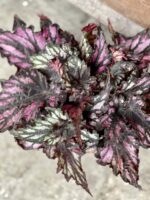 Zdjęcie rośliny Begonia rex Helen Teupel, ujęcie 2