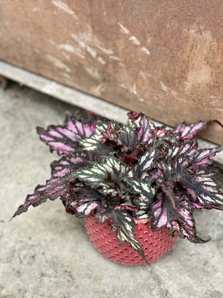 Zdjęcie rośliny Begonia rex Helen Teupel, ujęcie 3