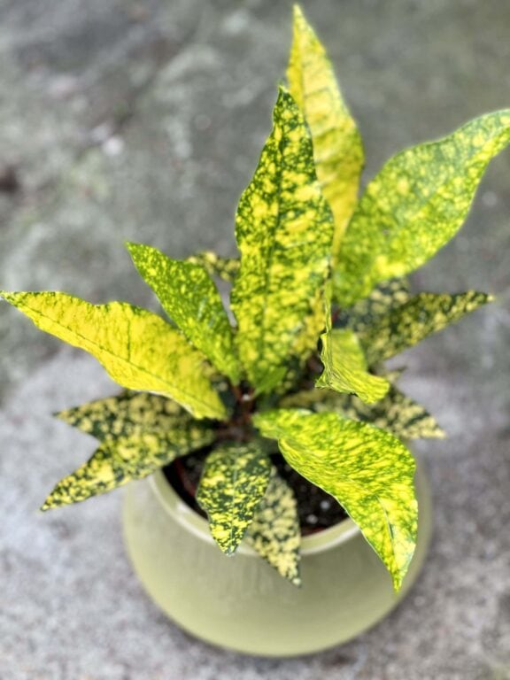Zdjęcie rośliny Codiaeum variegatum Gold Sun, ujęcie 1