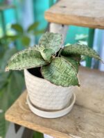 Zdjęcie doniczki lub oslonki: Doniczka Stokrotka 11x10&nbsp;cm, ujęcie 2