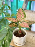 Zdjęcie doniczki lub oslonki: Doniczka Stokrotka 12x12&nbsp;cm, ujęcie 2