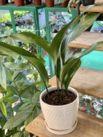 Zdjęcie doniczki lub oslonki: Doniczka Stokrotka 15x15&nbsp;cm, ujęcie 2