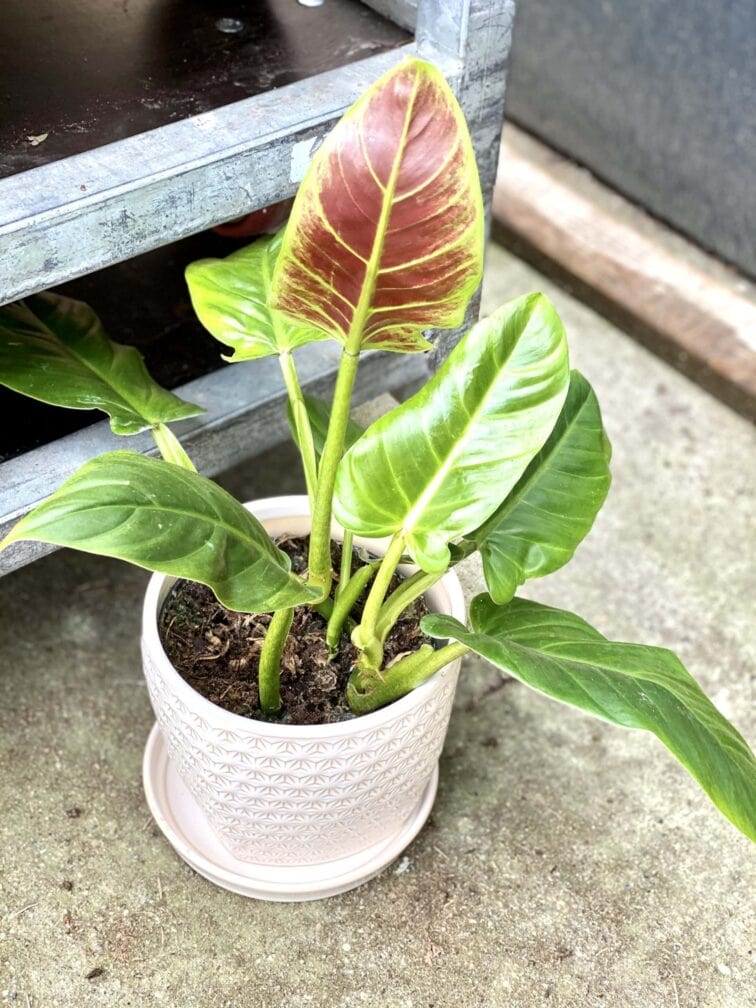 Zdjęcie doniczki lub oslonki: Doniczka Stokrotka 18x17 cm, ujęcie 2