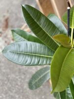 Zdjęcie rośliny Ficus americana tresor, ujęcie 2