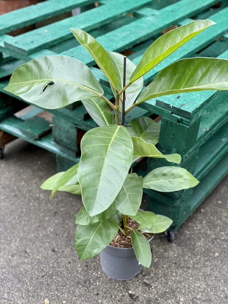 Zdjęcie rośliny Ficus benghalensis Roy (Fikus bengalski Roy), ujęcie 1