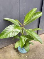 Zdjęcie rośliny Ficus benghalensis Roy (Fikus bengalski Roy), ujęcie 2