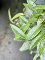 Zdjęcie rośliny Hoya Carnosa Splash, ujęcie 3