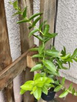 Zdjęcie rośliny Hoya densifolia, ujęcie 2