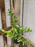 Zdjęcie rośliny Hoya densifolia, ujęcie 3