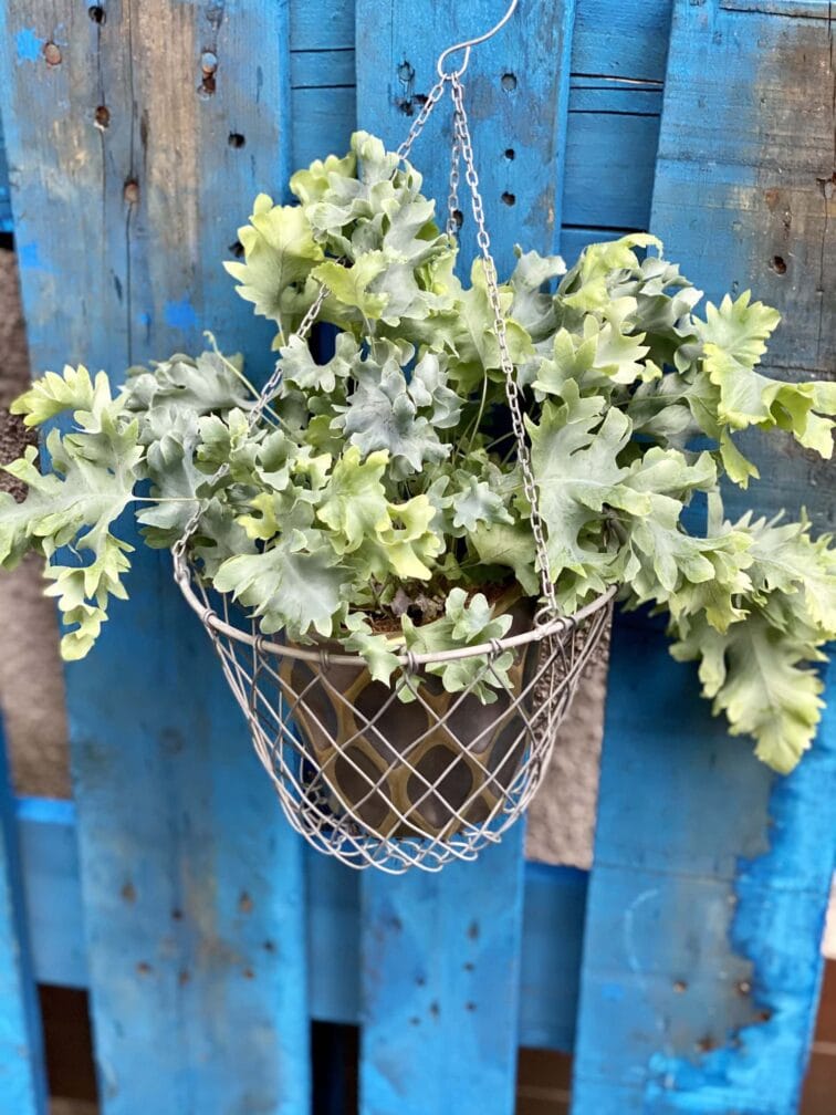 Zdjęcie doniczki lub oslonki: Kwietnik metalowy Ib Laursen 20x15&nbsp;cm, ujęcie 2