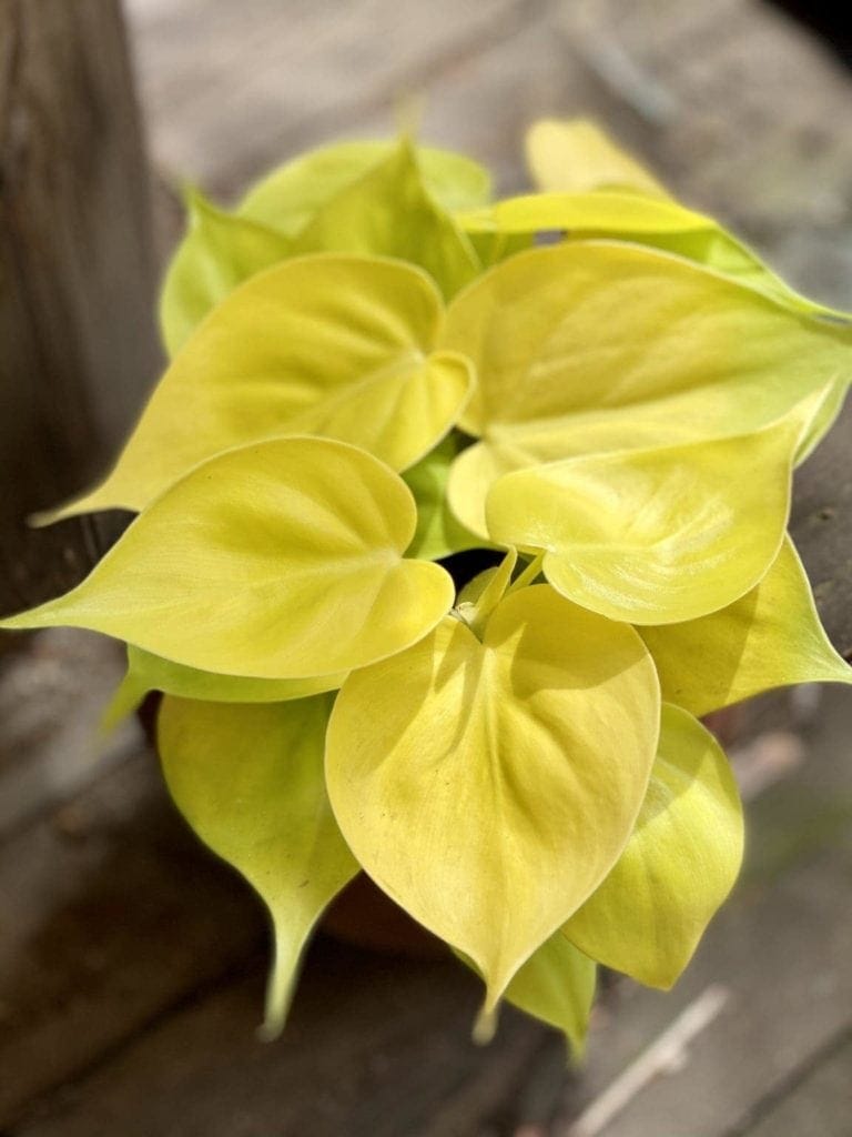 Philodendron Scandens Lemon Lime