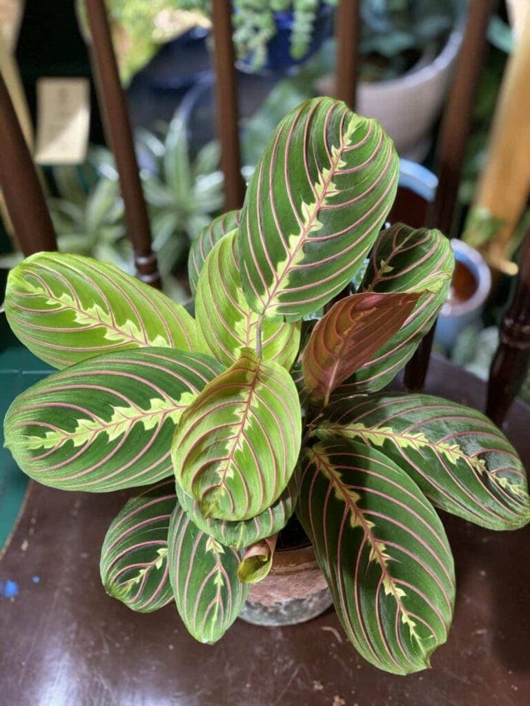 Maranta Fascinator Tricolor