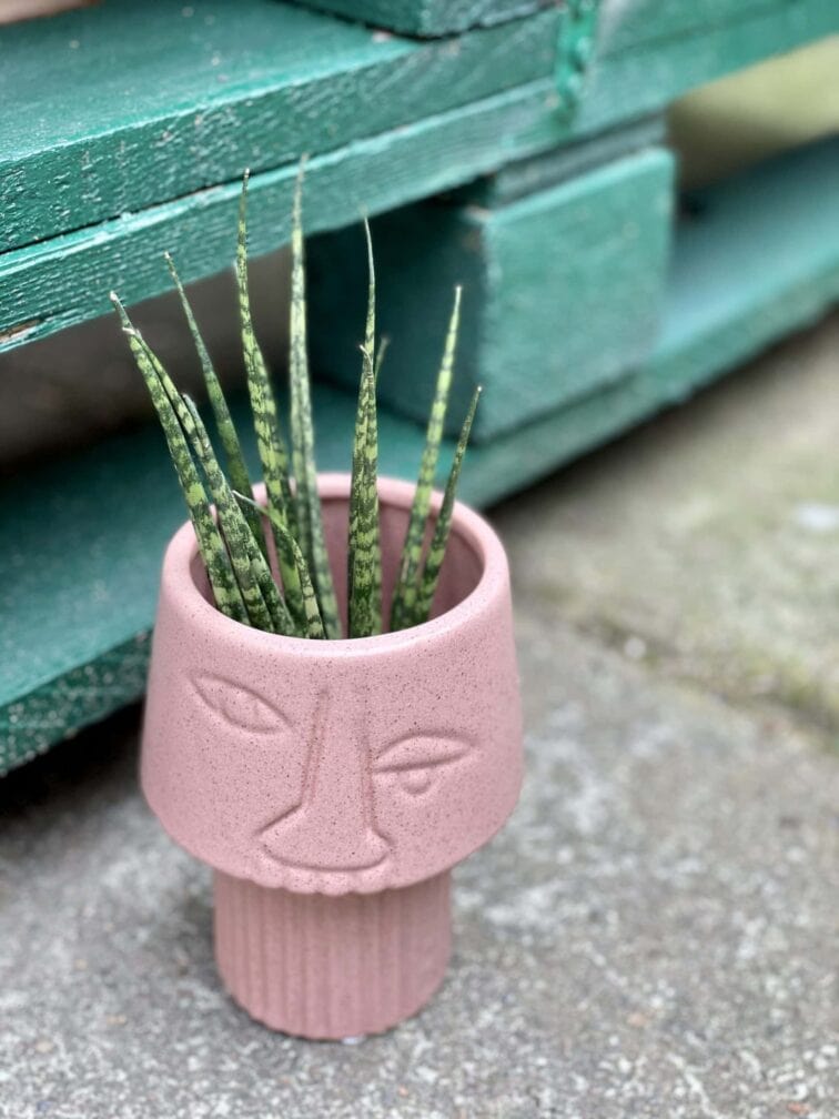 Zdjęcie doniczki lub oslonki: Osłonka Crazy Pink 7x13 cm, ujęcie 3