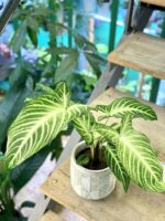 Zdjęcie doniczki lub oslonki: Osłonka Drzewko oliwne 14x15 cm, ujęcie 2