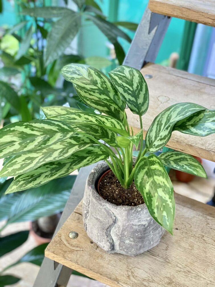 Zdjęcie doniczki lub oslonki: Osłonka Gejzer 13x13 cm, ujęcie 2