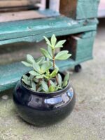 Zdjęcie doniczki lub oslonki: Osłonka Krecik 11x11 cm, ujęcie 2