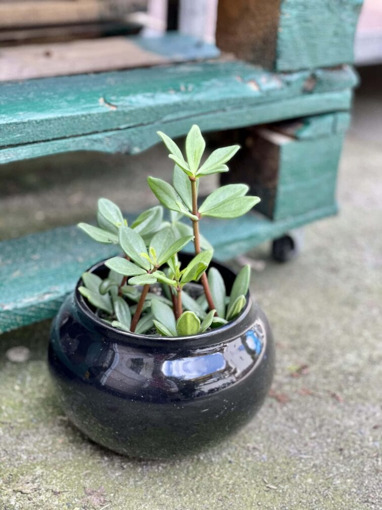 Zdjęcie doniczki lub oslonki: Osłonka Krecik 11x11 cm, ujęcie 2