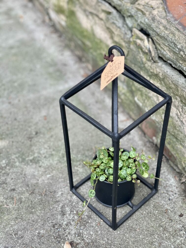 Zdjęcie doniczki lub oslonki: Osłonka Lampion 6x7&nbsp;cm, ujęcie 2