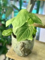 Zdjęcie doniczki lub oslonki: Osłonka Leopard 15x16 cm, ujęcie 2