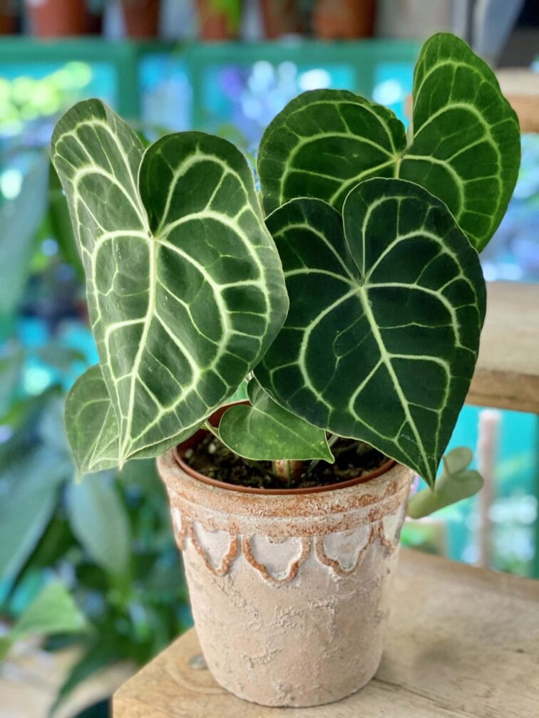 Zdjęcie doniczki lub oslonki: Osłonka Neron 14x16 cm, ujęcie 2