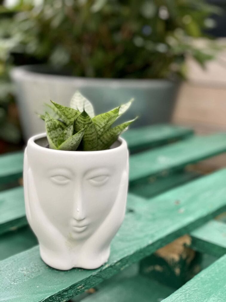 Zdjęcie doniczki lub oslonki: Osłonka Ona 9x13 cm, ujęcie 2