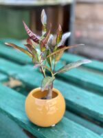 Zdjęcie doniczki lub oslonki: Osłonka Pomarańcza 6x7 cm, ujęcie 2