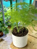 Zdjęcie doniczki lub oslonki: Osłonka Sparkling 6x6 cm, ujęcie 2