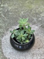 Zdjęcie rośliny Peperomia Jade, ujęcie 1
