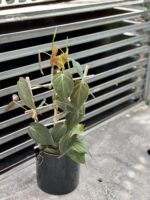 Zdjęcie rośliny Philodendron Micans, ujęcie 2