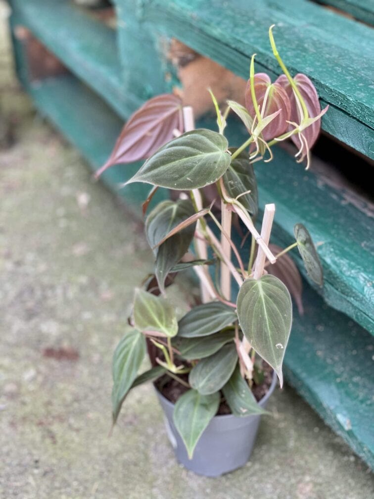 Zdjęcie rośliny Philodendron Micans, ujęcie 3