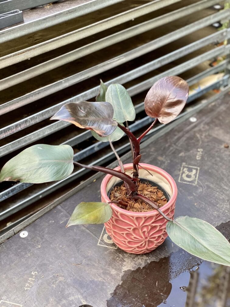 Zdjęcie rośliny Philodendron Pink Princess, ujęcie 1