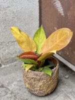 Zdjęcie rośliny Philodendron Prince of Orange, ujęcie 1