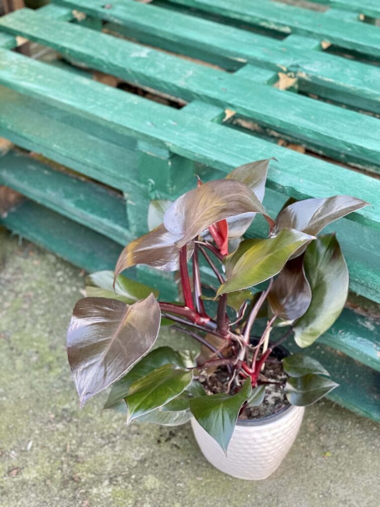 Zdjęcie rośliny Philodendron Purple Congo, ujęcie 1