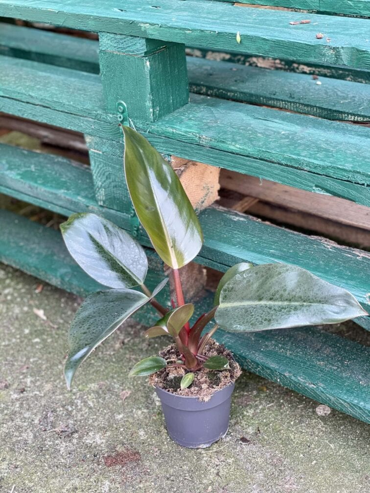 Zdjęcie rośliny Philodendron Rojo Congo, ujęcie 1