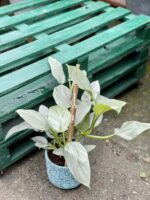 Zdjęcie rośliny Philodendron Silver Queen, ujęcie 1