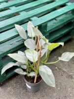 Zdjęcie rośliny Philodendron Silver Queen, ujęcie 3