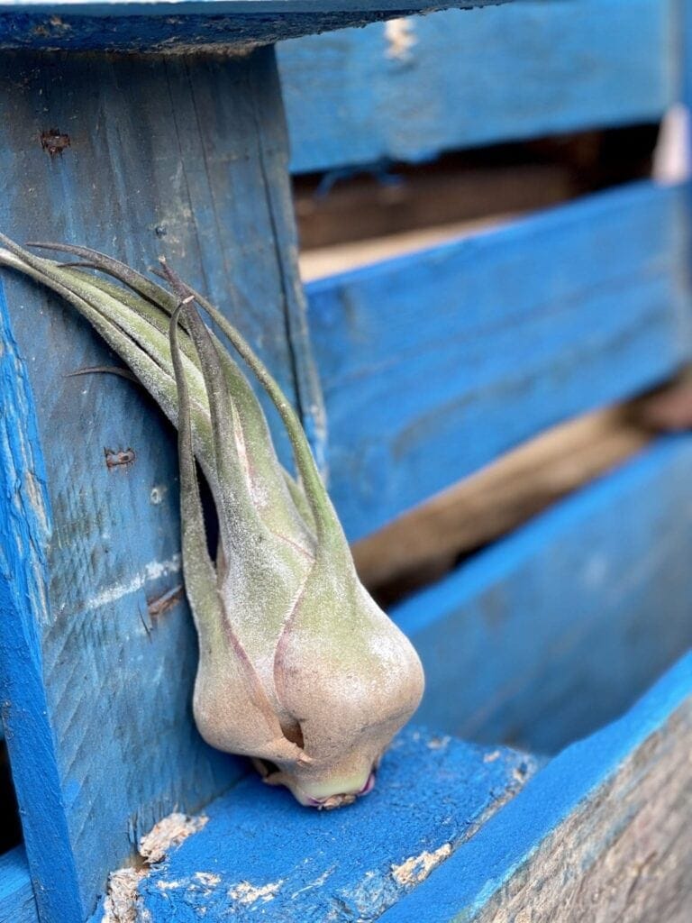 tillandsia, oplątwa czyli roślina, której podlewanie jest nietypowe.