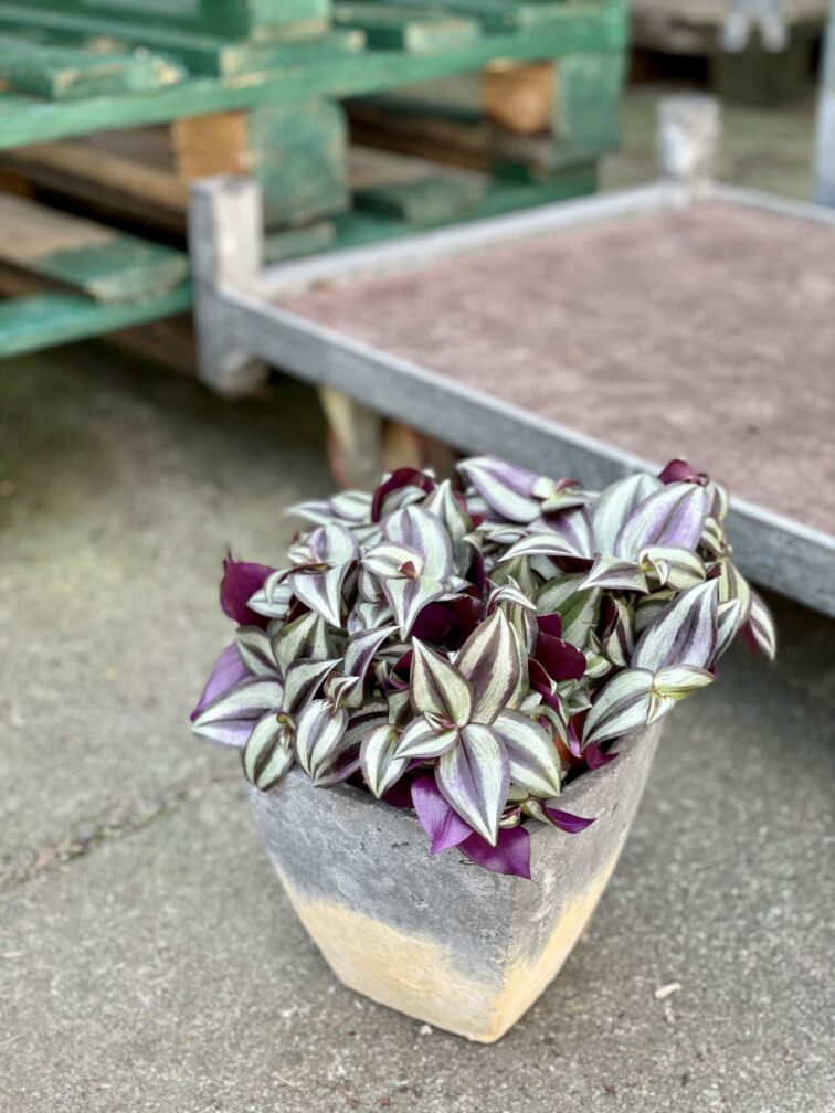 Zdjęcie rośliny Tradescantia Purple (Trzykrotka), ujęcie 2