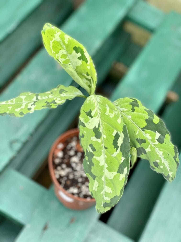 Zdjęcie rośliny Aglaonema pictum tricolor, ujęcie 3
