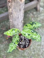 Zdjęcie rośliny Aglaonema pictum tricolor, ujęcie 4
