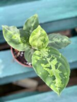 Zdjęcie rośliny Aglaonema pictum tricolor, ujęcie 2