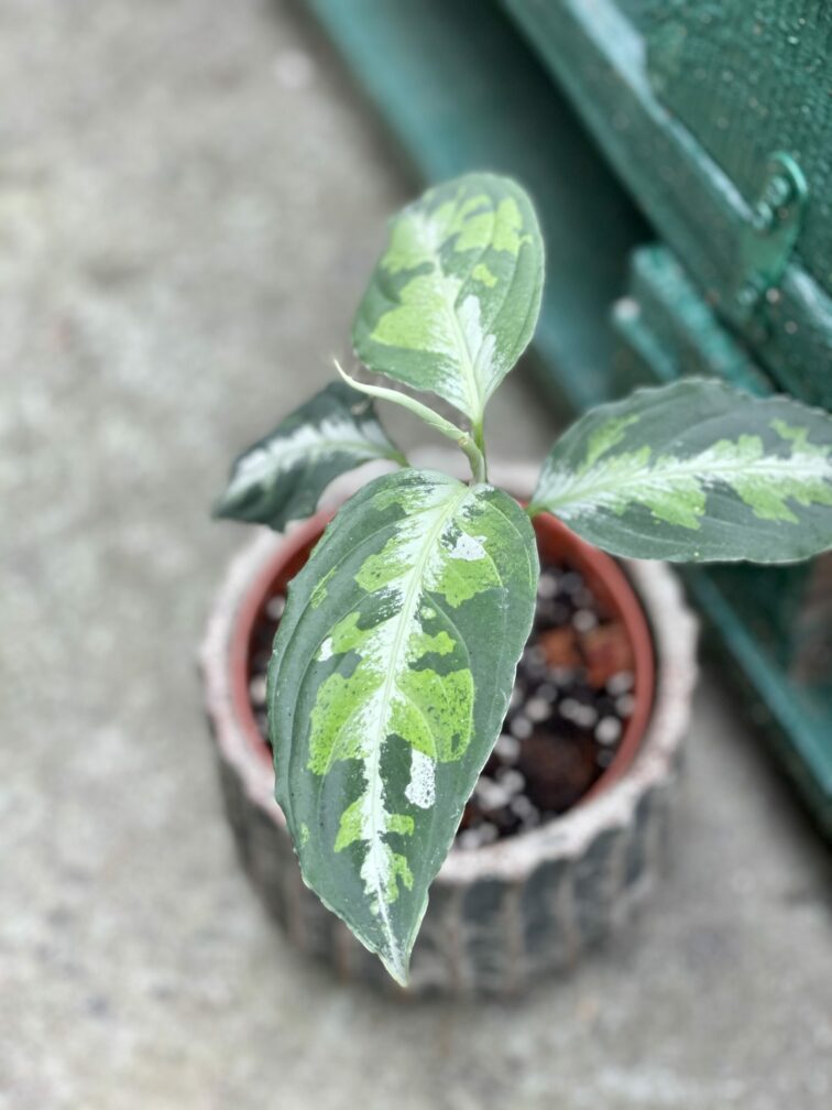 Zdjęcie rośliny Aglaonema pictum tricolor, ujęcie 1