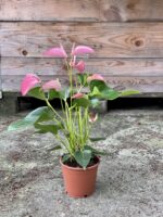 Zdjęcie rośliny Anthurium andreanum Joli Pink, ujęcie 3