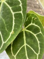 Zdjęcie rośliny Anthurium crystallinum, ujęcie 3
