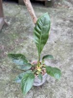 Zdjęcie rośliny Anthurium Elipticum Jungle King, ujęcie 1