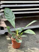 Zdjęcie rośliny Anthurium Elipticum Jungle King, ujęcie 2