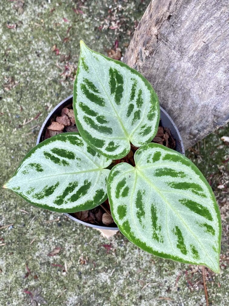 Zdjęcie rośliny Anthurium Silver Blush, ujęcie 2